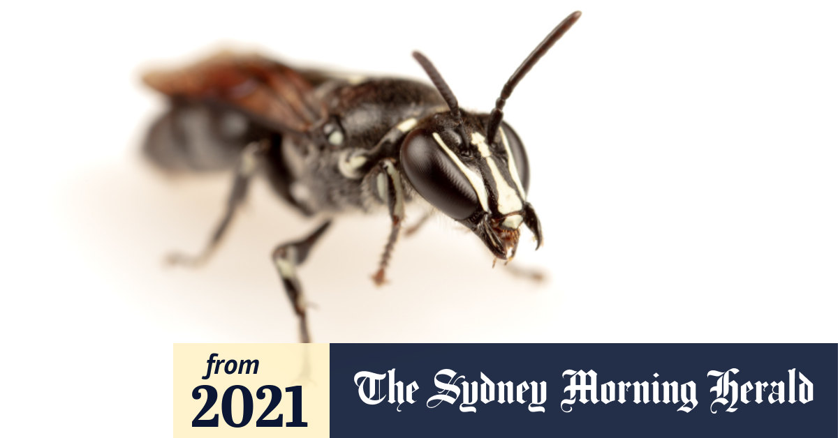 Rare bee once believed extinct discovered in Queensland